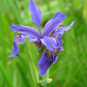 IRIS BULLEYANA seed image