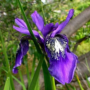 IRIS CLARKEI seed image