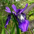 IRIS CLARKEI seed image