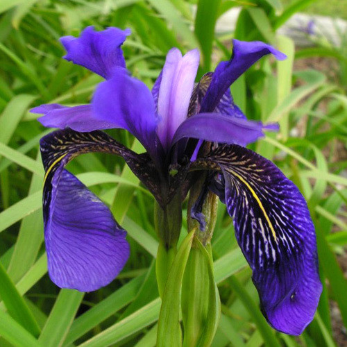 IRIS DELAVAYI seed image