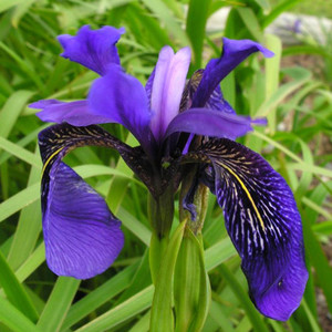 IRIS DELAVAYI seed image
