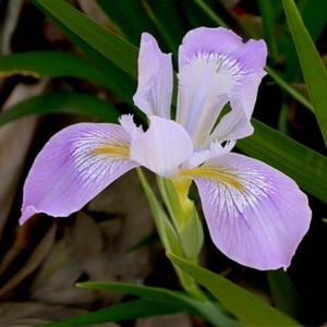 IRIS DOUGLASIANA seed image