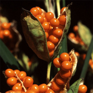 IRIS FOETIDISSIMA seed image