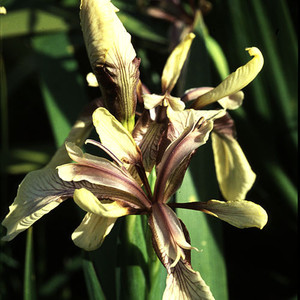IRIS FOETIDISSIMA 'CITRINA' seed image