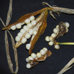 IRIS FOETIDISSIMA "STRING OF PEARLS" (FRUCTO ALBO) seed image