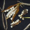 IRIS FOETIDISSIMA "STRING OF PEARLS" (FRUCTO ALBO) seed image