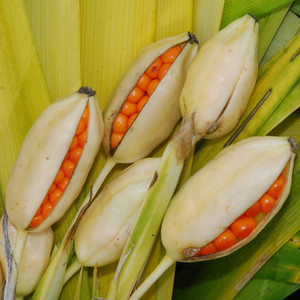 IRIS FOETIDISSIMA PAUL'S GOLD seed image
