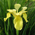 IRIS FORRESTII  seed image