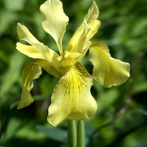 Iris bracteata x 12 fresh seed 