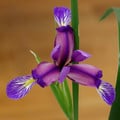 IRIS GRAMINEA seed image