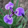IRIS HOOKERI seed image