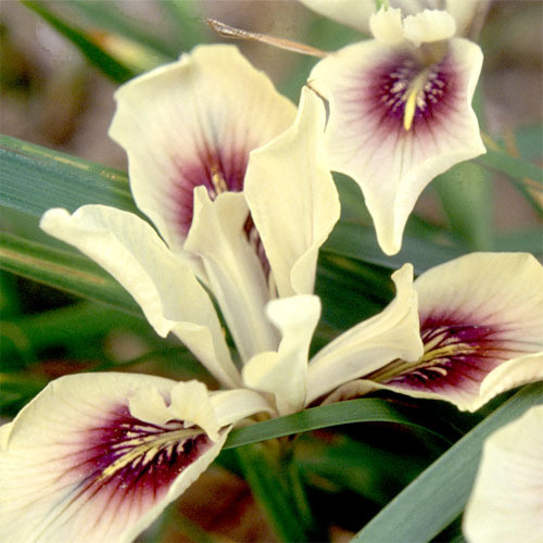 IRIS INNOMINATA seed image