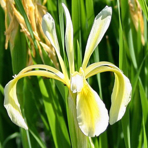IRIS KERNERIANA seed image