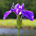 IRIS LAEVIGATA seed image
