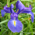 IRIS LATIFOLIA seed image