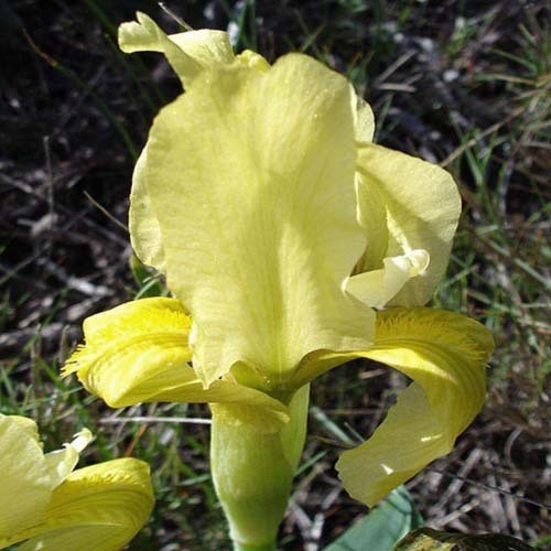 IRIS LUTESCENS seed image