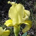 IRIS LUTESCENS seed image