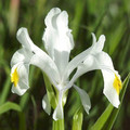IRIS MAGNIFICA  seed image