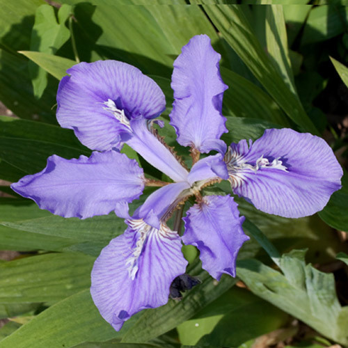 IRIS MILESII seed image