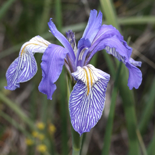 IRIS MISSOURIENSIS seed image