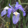 IRIS MISSOURIENSIS seed image