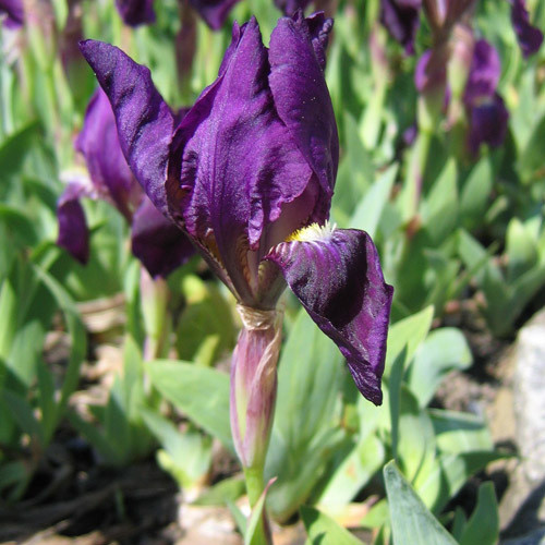 IRIS PUMILA seed image