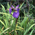 IRIS SETOSA seed image