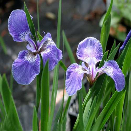 IRIS SETOSA ARCTICA seed image