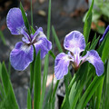 IRIS SETOSA ARCTICA seed image