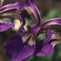 IRIS SIBIRICA seed image