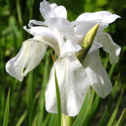 IRIS SIBIRICA ALBA seed image
