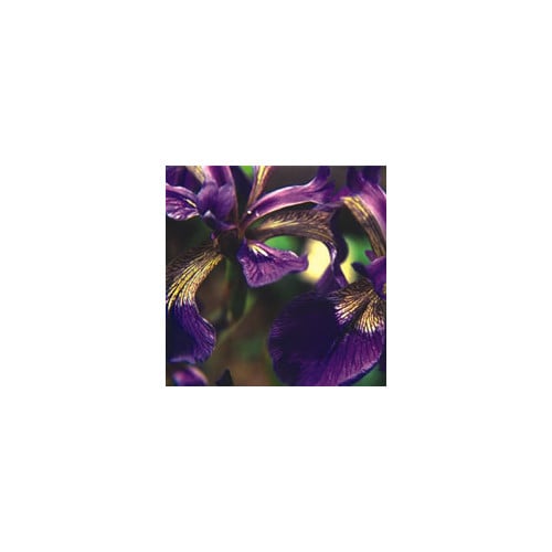 IRIS SIBIRICA 'PLANT WORLD HYBRIDS' seed image