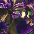IRIS SIBIRICA 'PLANT WORLD HYBRIDS' seed image