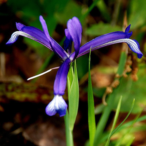 IRIS SINTENISII seed image
