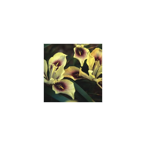 IRIS SPECIES MIXED seed image