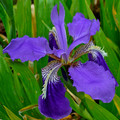 IRIS TECTORUM seed image