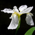 IRIS TECTORUM ALBA seed image
