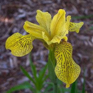 IRIS WILSONII seed image