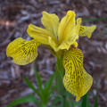 IRIS WILSONII seed image