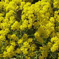 ISATIS TINCTORIA seed image