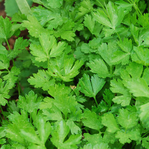 HERB ITALIAN GIANT PARSLEY seed image
