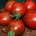 TOMATO JAPANESE BLACK TRIFELE seed image