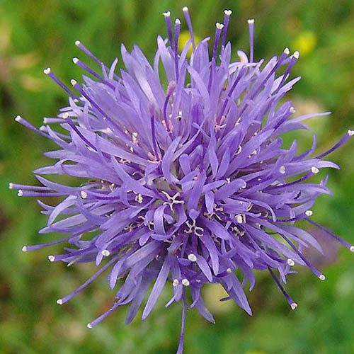 JASIONE LAEVIS seed image