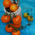 TOMATO JAUNE FLAMME seed image