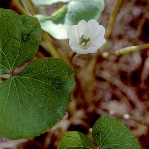 JEFFERSONIA DIPHYLLA seed image