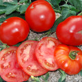 TOMATO JOHN BAER seed image