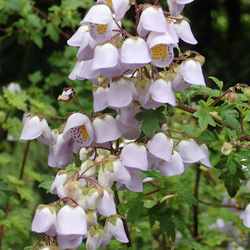 JOVELLANA VIOLACEA seed image