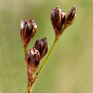 JUNCUS COMPRESSUS seed image