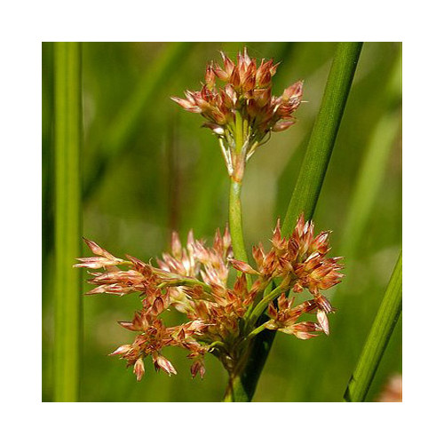 JUNCUS EFFUSUS seed image