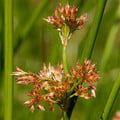JUNCUS EFFUSUS seed image